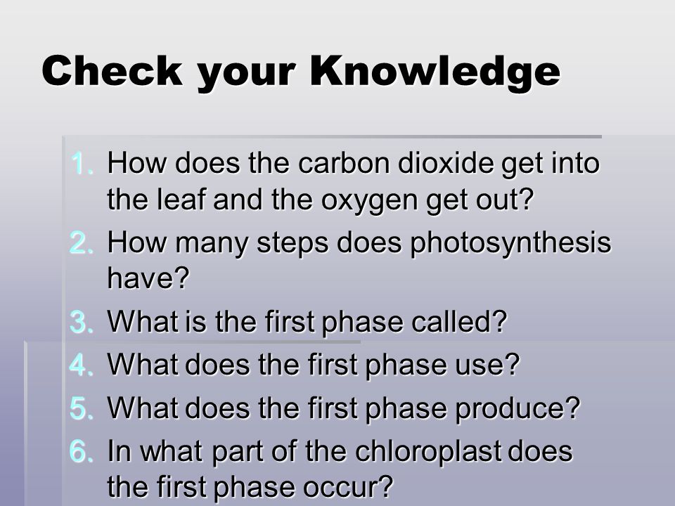 Check your Knowledge 1.How does the carbon dioxide get into the leaf and the oxygen get out.