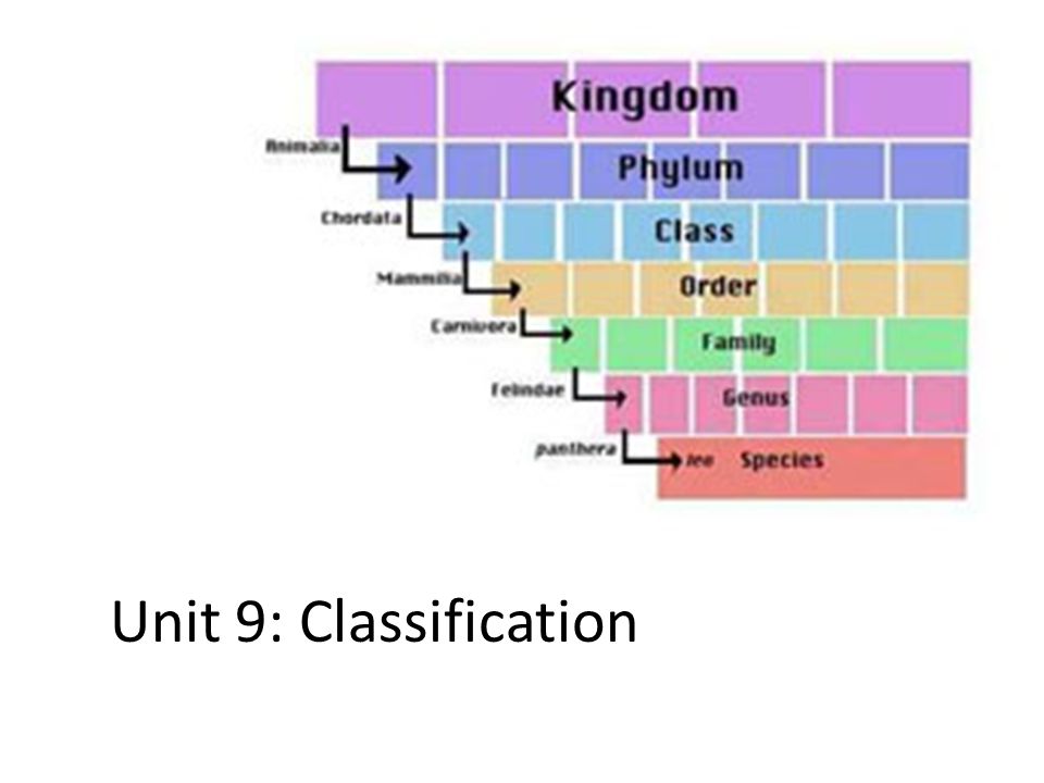 Kangaroo Classification Chart