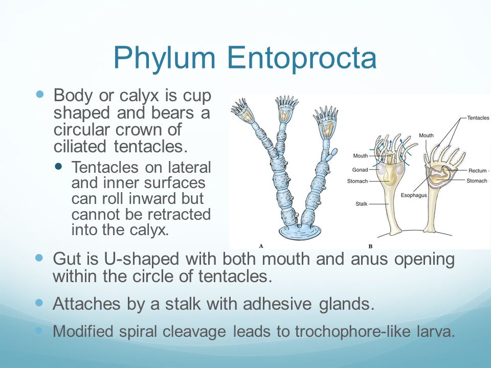 Polyzoa and Kryptozoa Chapter 15. Lophophores Phylogenetic evidence  indicates that lophophores evolved more than once. Lophophores have a crown  of ciliated. - ppt download