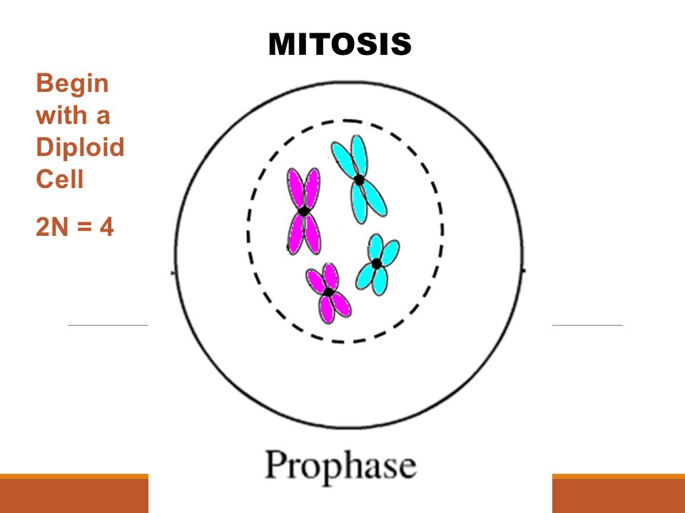 MITOSIS Begin with a Diploid Cell 2N = 4.