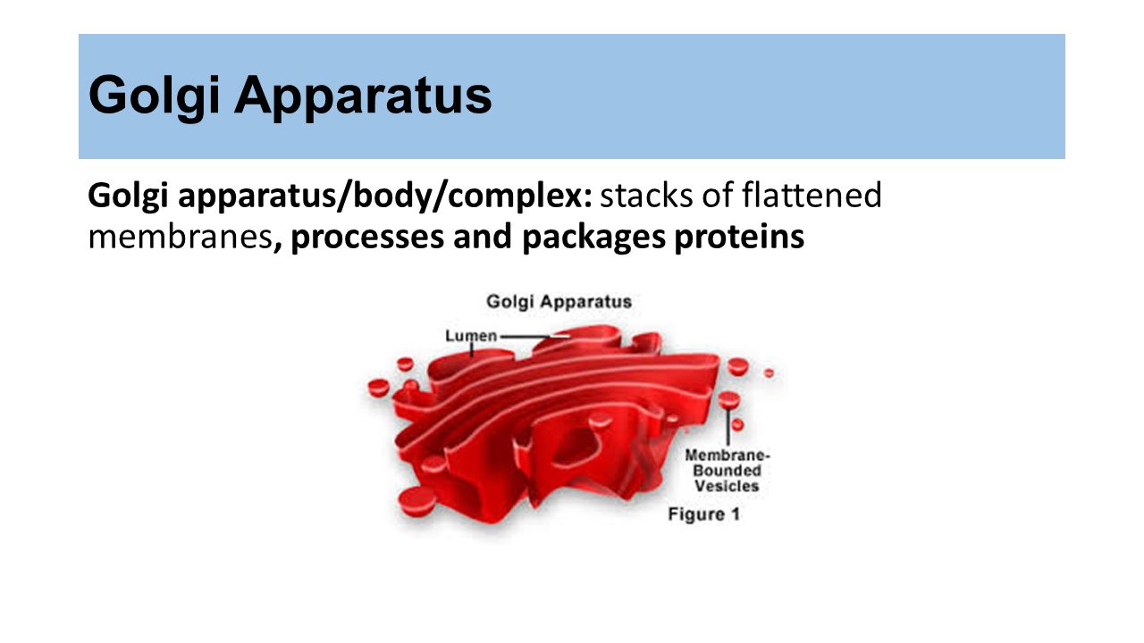 Golgi Apparatus Golgi apparatus/body/complex: stacks of flattened membranes, processes and packages proteins