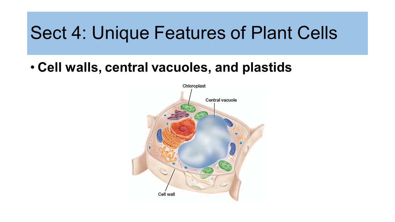 Sect 4: Unique Features of Plant Cells Cell walls, central vacuoles, and plastids