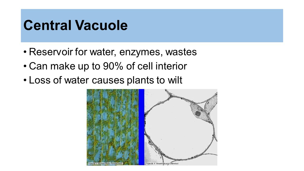 Central Vacuole Reservoir for water, enzymes, wastes Can make up to 90% of cell interior Loss of water causes plants to wilt