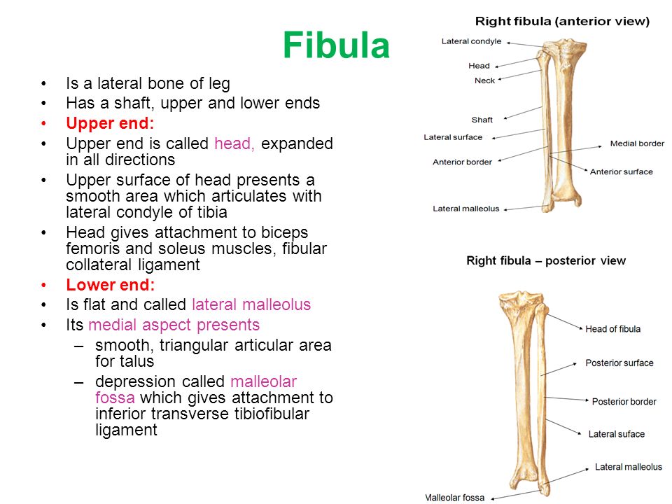 Bones of lower limb By DR N SATYANARAYANA.. Bones of lower limb Hip ...