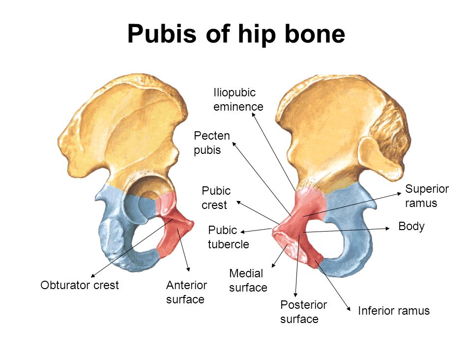 Pubis of hip bone Body Medial surface Anterior surface Posterior surface Su...