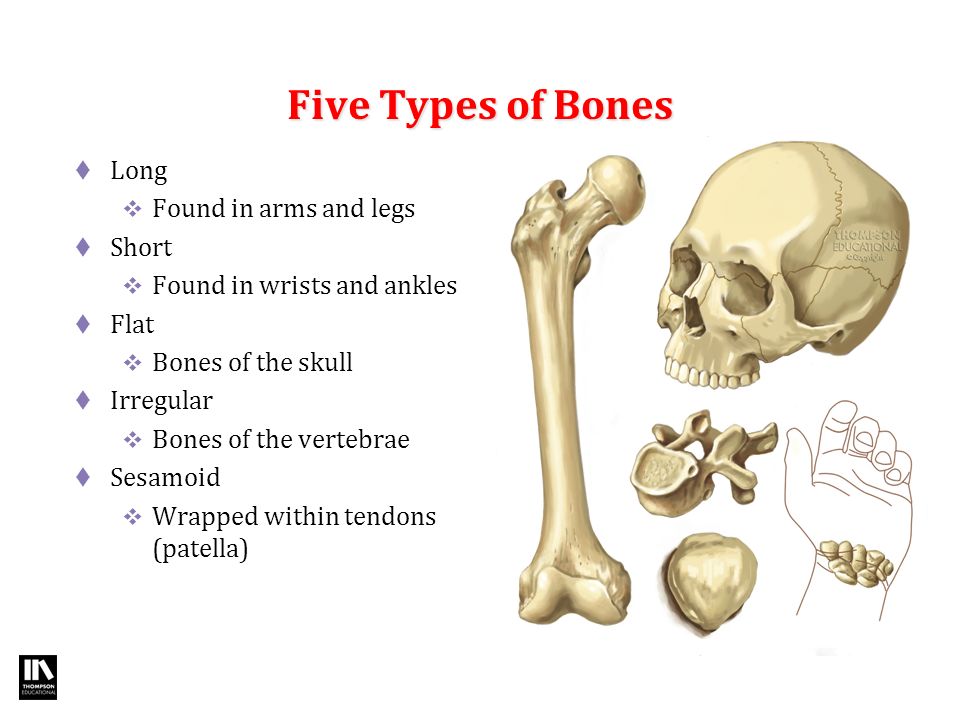 The bones form. Types of Bones. Плоские кости. Flat Bones. Long Bones.