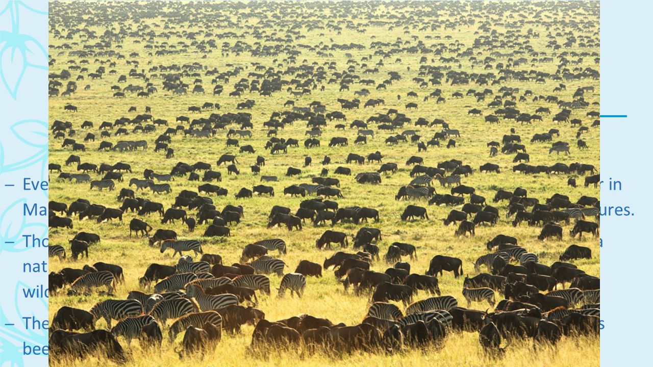 Какие животные мигрируют. Национальный парк Серенгети миграция гну. Миграция Серенгети. Национальный парк Серенгети миграция животных. Великая миграция животных в Танзании.