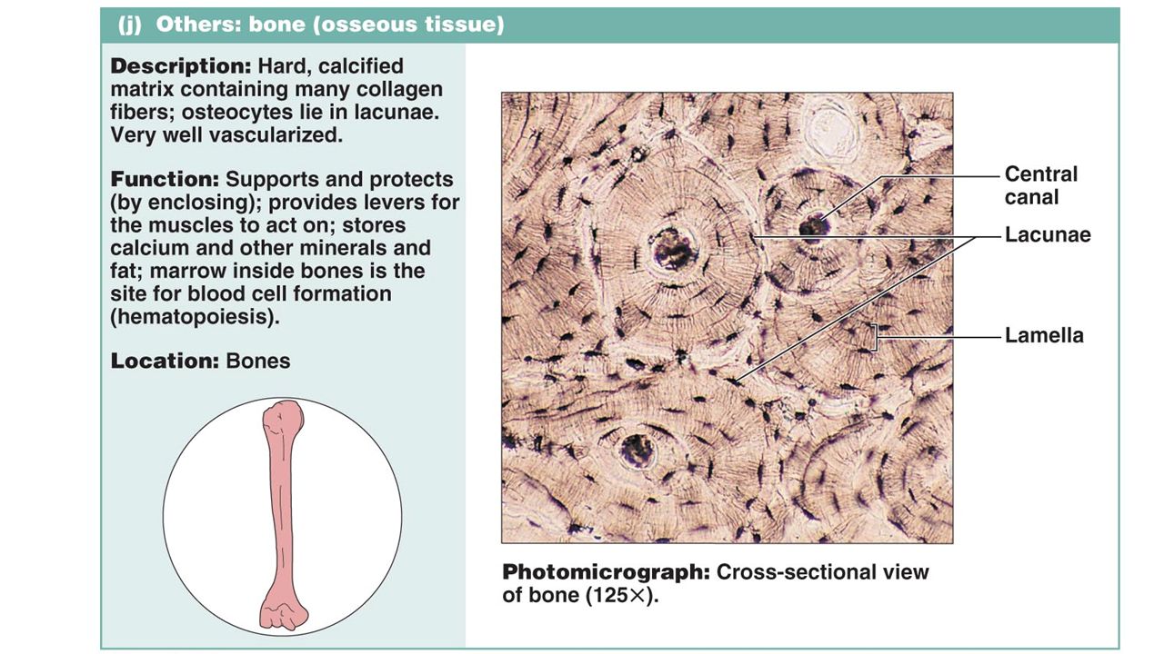 Bone Tissue And The Axial Skeleton Lab 5 Activity 2 Page 46 Lab 7 Activity 5 Pages74 75 Lab 8 Activities 1 6 Pages Ppt Download