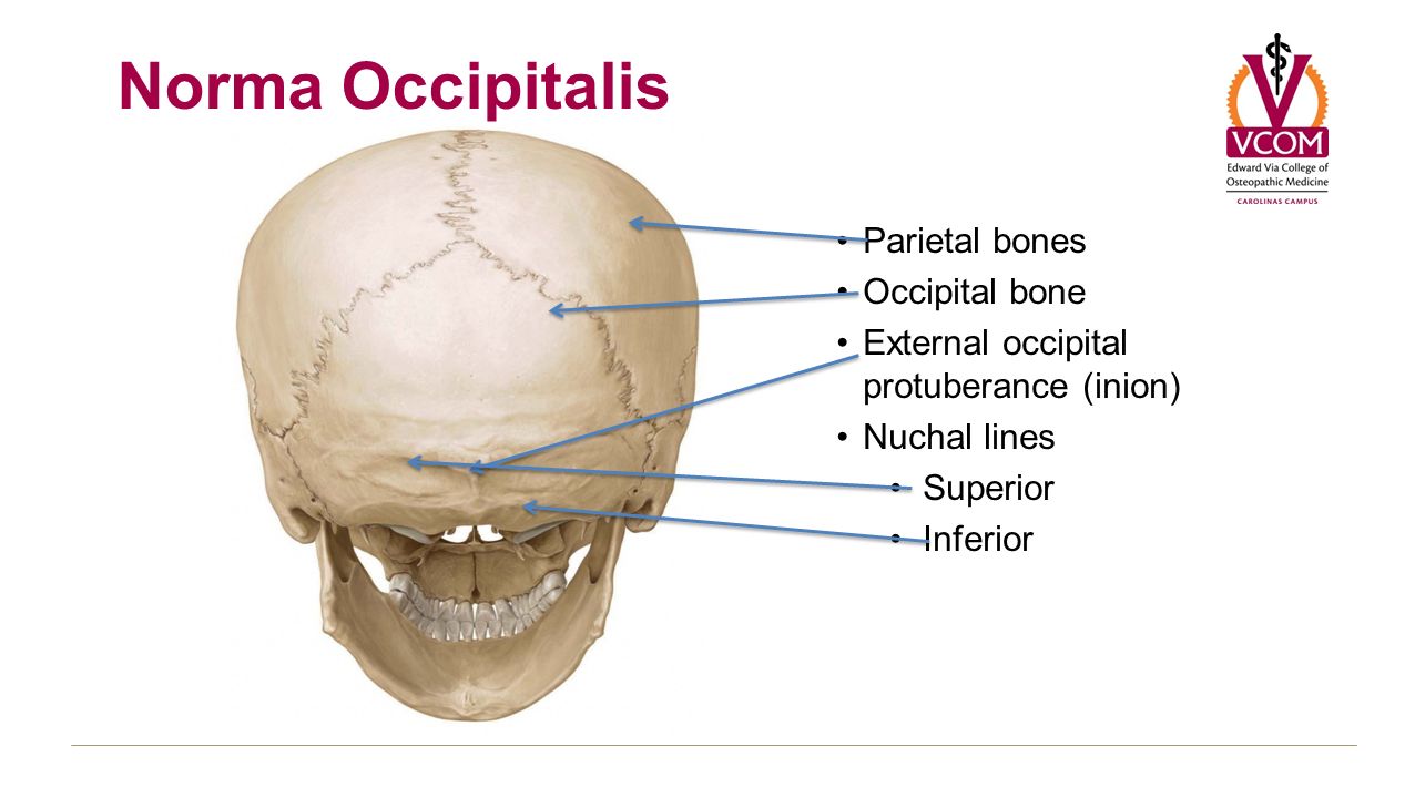Затылок норма. ИНИОН назион брегма. ИНИОН точка на черепе. Краниометрические точки на черепе.