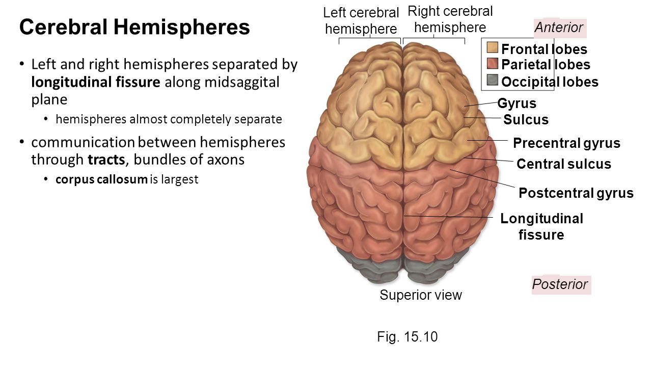 Superior view перевод. Longitudinal cerebral fissure. Frontal Lobe left Hemisphere. Central sulcus. Cerebral Hemisphere.