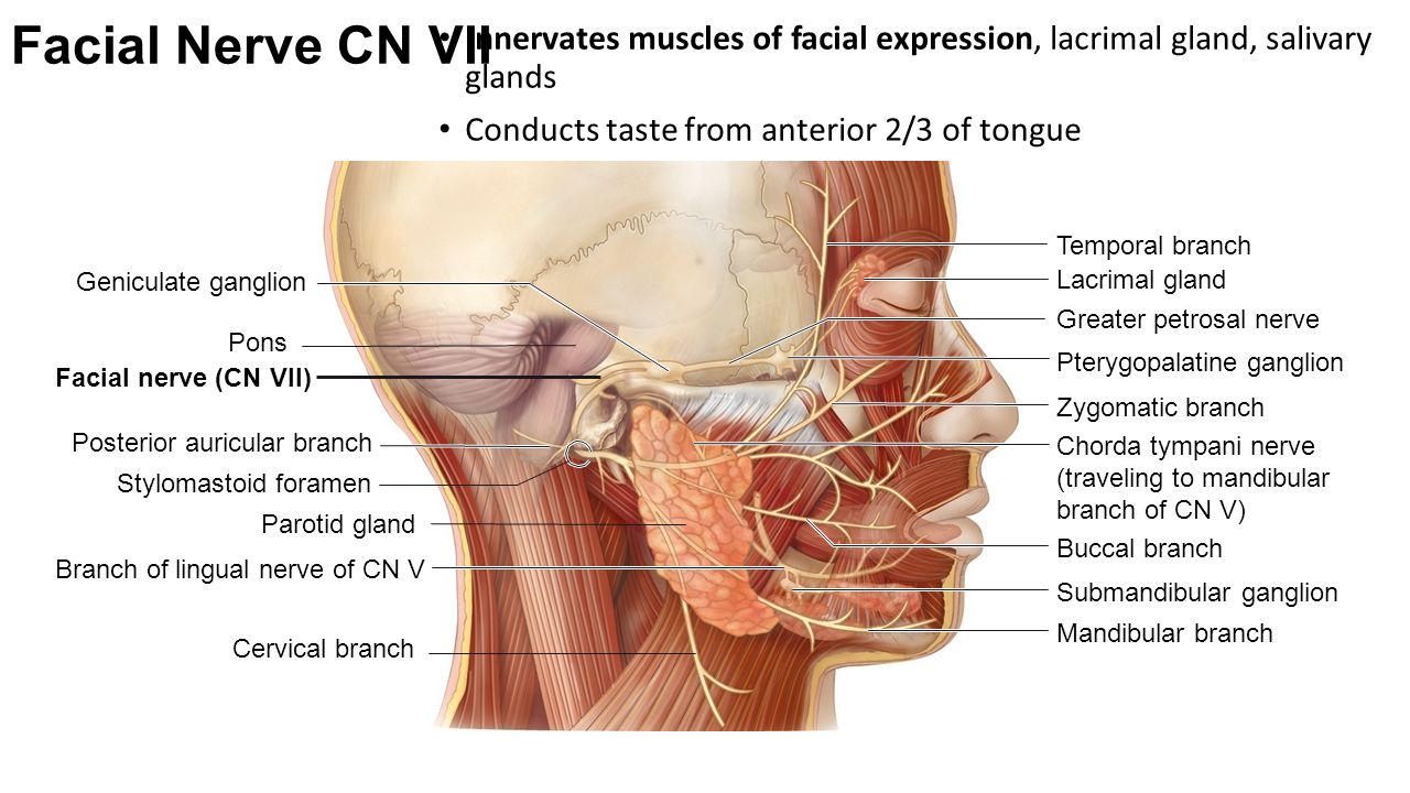 Нервы лицевой области. VII- пара лицевой нерв - анатомия. VII пара - лицевой нерв n. Facialis. Неврит лицевого нерва анатомия. Лицевые нервы анатомия.