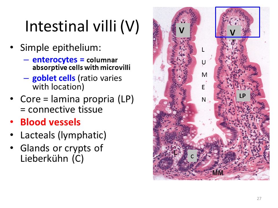 Disbacteriosis intestinal
