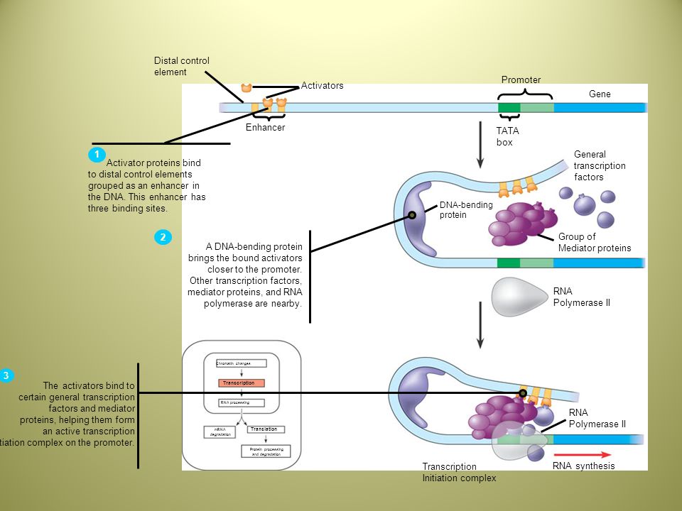 Control elements. DNA polymerases of prokaryotes and eukaryotes. Transcription. Факторы транскрипции и Enhancer. Базальный комплекс активатор активатор энхансер.