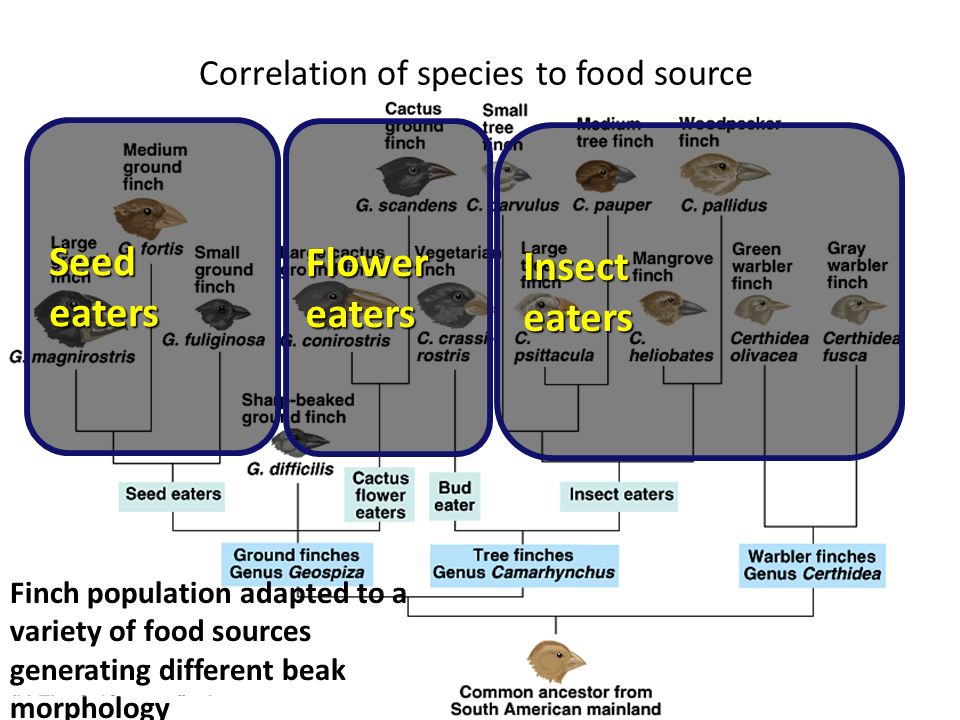 Correlation of species to food source Seed eaters Flower eaters Insect eaters Finch population adapted to a variety of food sources generating different beak morphology