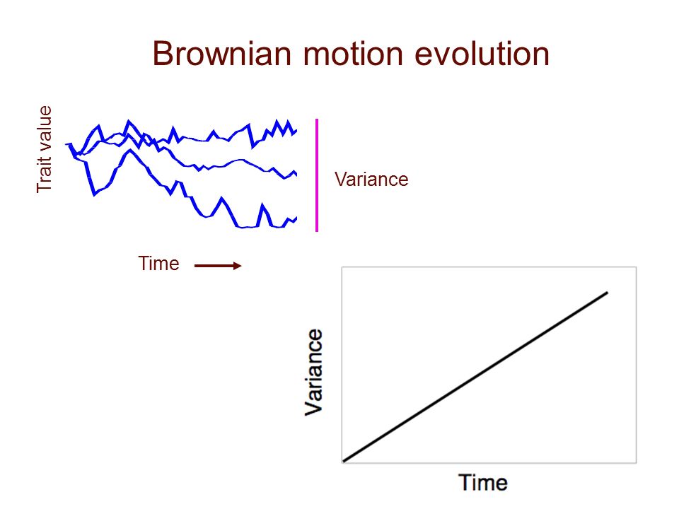 Brownian motion evolution Trait value Time Variance