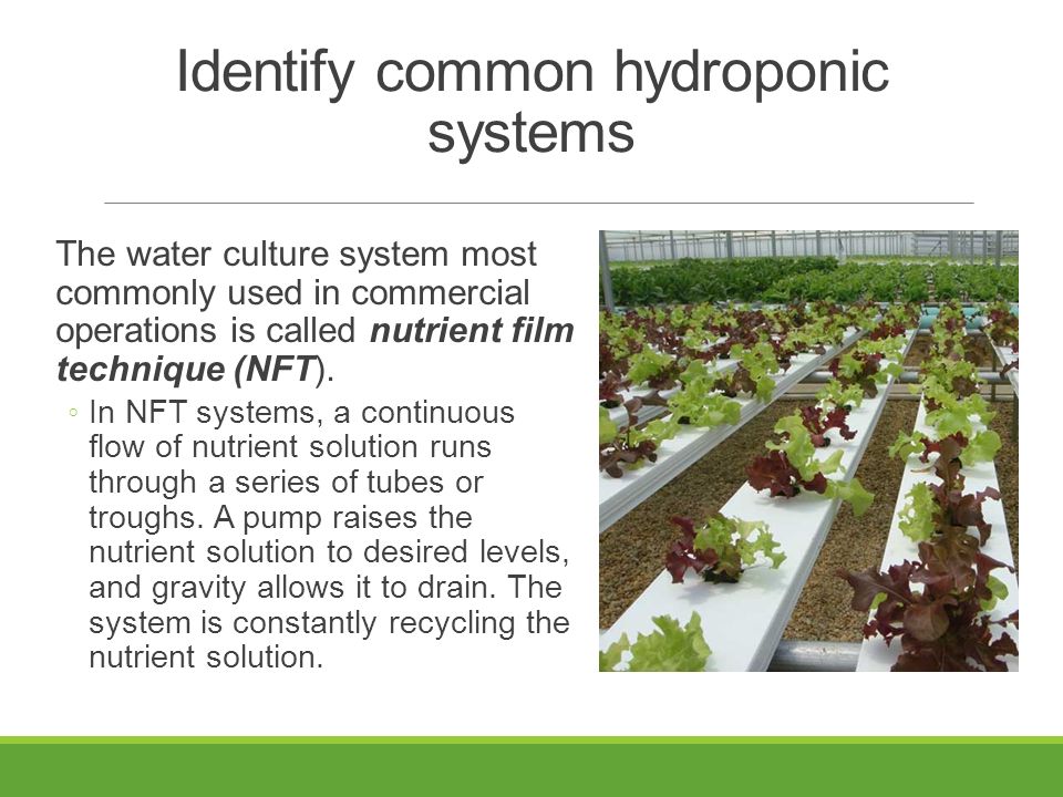 Identify common hydroponic systems The water culture system most commonly used in commercial operations is called nutrient film technique (NFT).