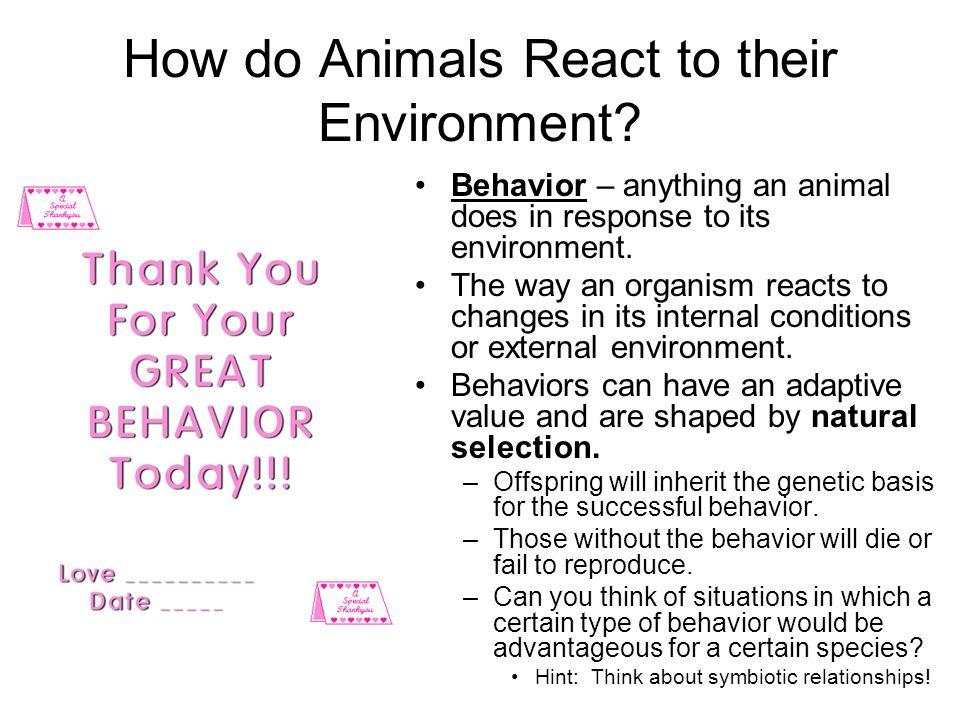 Animal Behavior Essential Questions: How do have animals evolved to respond  to their various environments? What is the different between innate and  learned. - ppt download