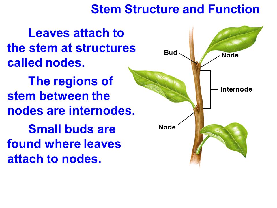 Plant structure. Stem and Leaf. Leaf structure. Internal structure of the Leaf.