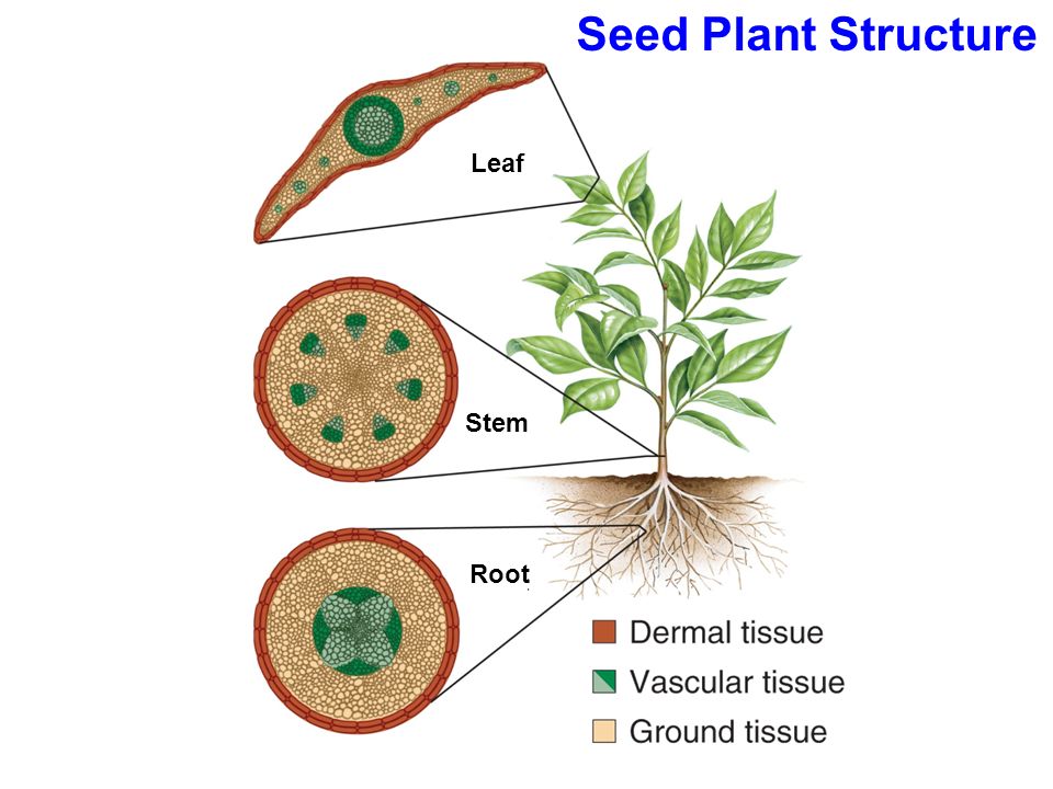 Диаграмма стебель листья. Plant structure. The structure of the Plant root. Plant Leaf structure. Structure of root and Stem.