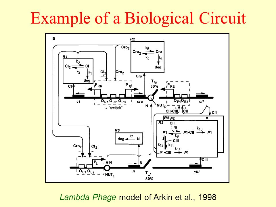 Lambda Phage model of Arkin et al., 1998 Example of a Biological Circuit