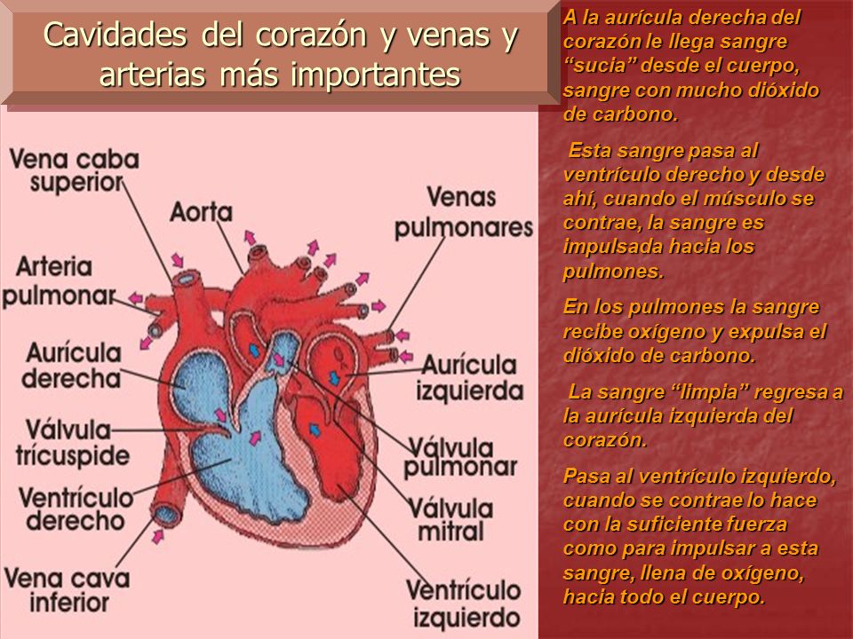 corazon lleno de sangre