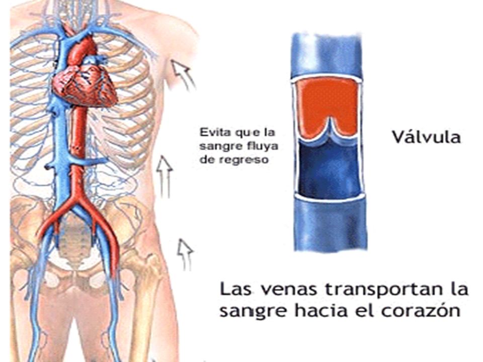 llevar sangre de regreso a las venas del corazón