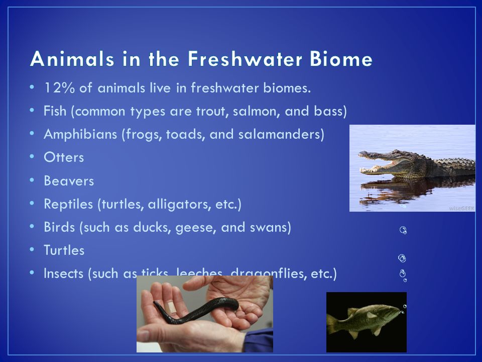 Haley Duffie & Kailyn Wray. A freshwater biome is a body of water that  contains little salt. ( Less than 1%) Freshwater can include ponds, lakes, rivers,dams,streams,creeks, - ppt download
