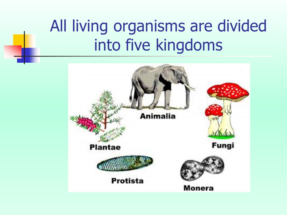 5 Kingdoms Of Living Things Chart