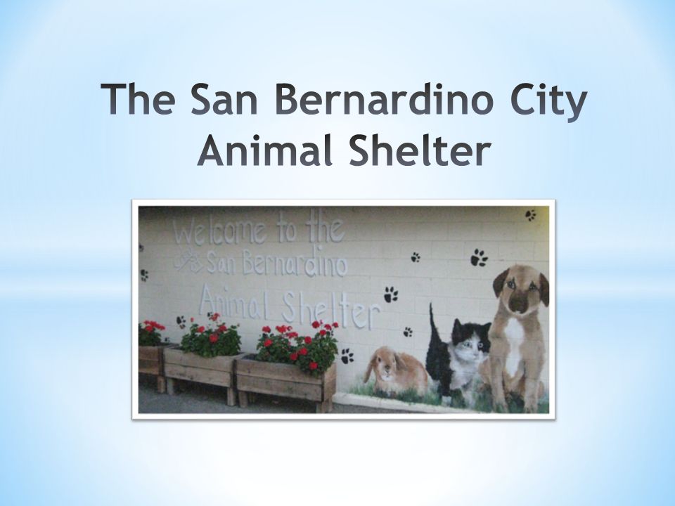 The San Bernardino City Animal Shelter is currently staffed with 23  full-time positions, 2 part-time, and about 10 volunteers. The Shelter is  open to. - ppt download