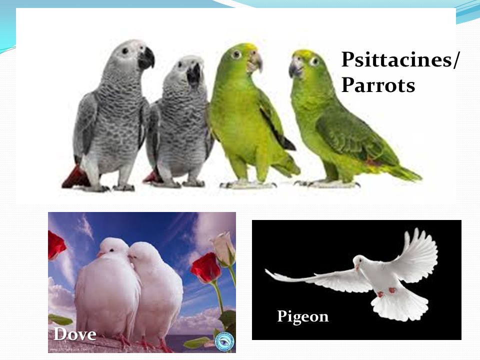 Psittacines/ Parrots Pigeon Dove