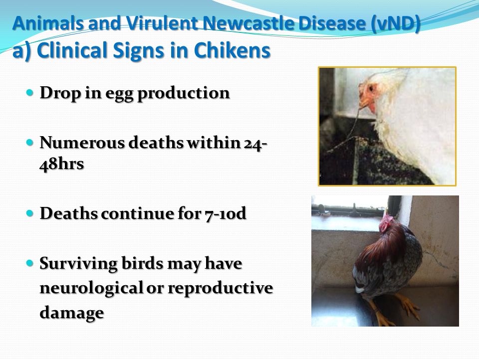 Animals and Virulent Newcastle Disease (vND) a) Clinical Signs in Chikens Drop in egg production Drop in egg production Numerous deaths within hrs Numerous deaths within hrs Deaths continue for 7-10d Deaths continue for 7-10d Surviving birds may have Surviving birds may have neurological or reproductive damage