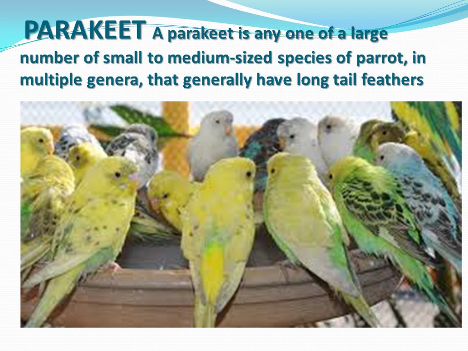 PARAKEET A parakeet is any one of a large number of small to medium-sized species of parrot, in multiple genera, that generally have long tail feathers