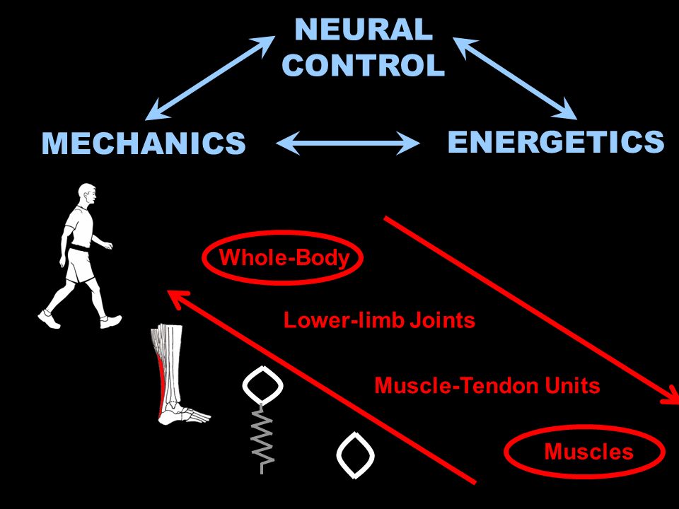 MECHANICS ENERGETICS NEURAL CONTROL Lower-limb Joints Muscle-Tendon Units Muscles Whole-Body