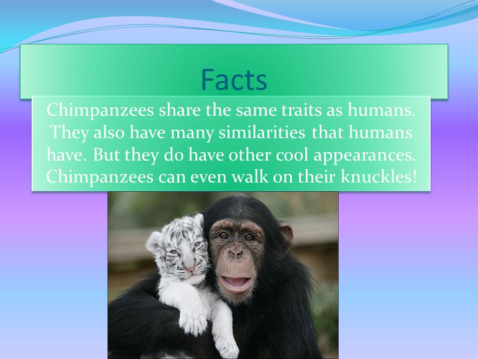 By Madelyn Sofranko. Chimpanzees are covered with long, black hair