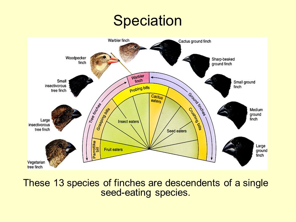 Speciation These 13 species of finches are descendents of a single seed-eating species.