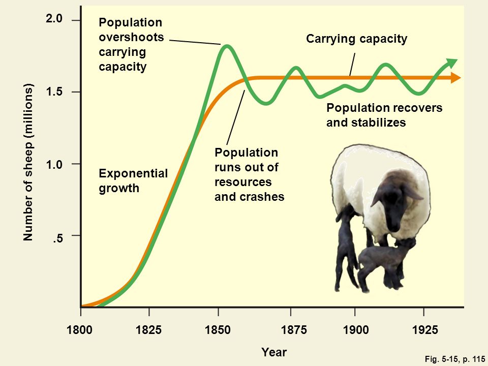 2.0 Population overshoots carrying capacity Carrying capacity 1.5 Population recovers and stabilizes Number of sheep (millions).5 Exponential growth Population runs out of resources and crashes Year