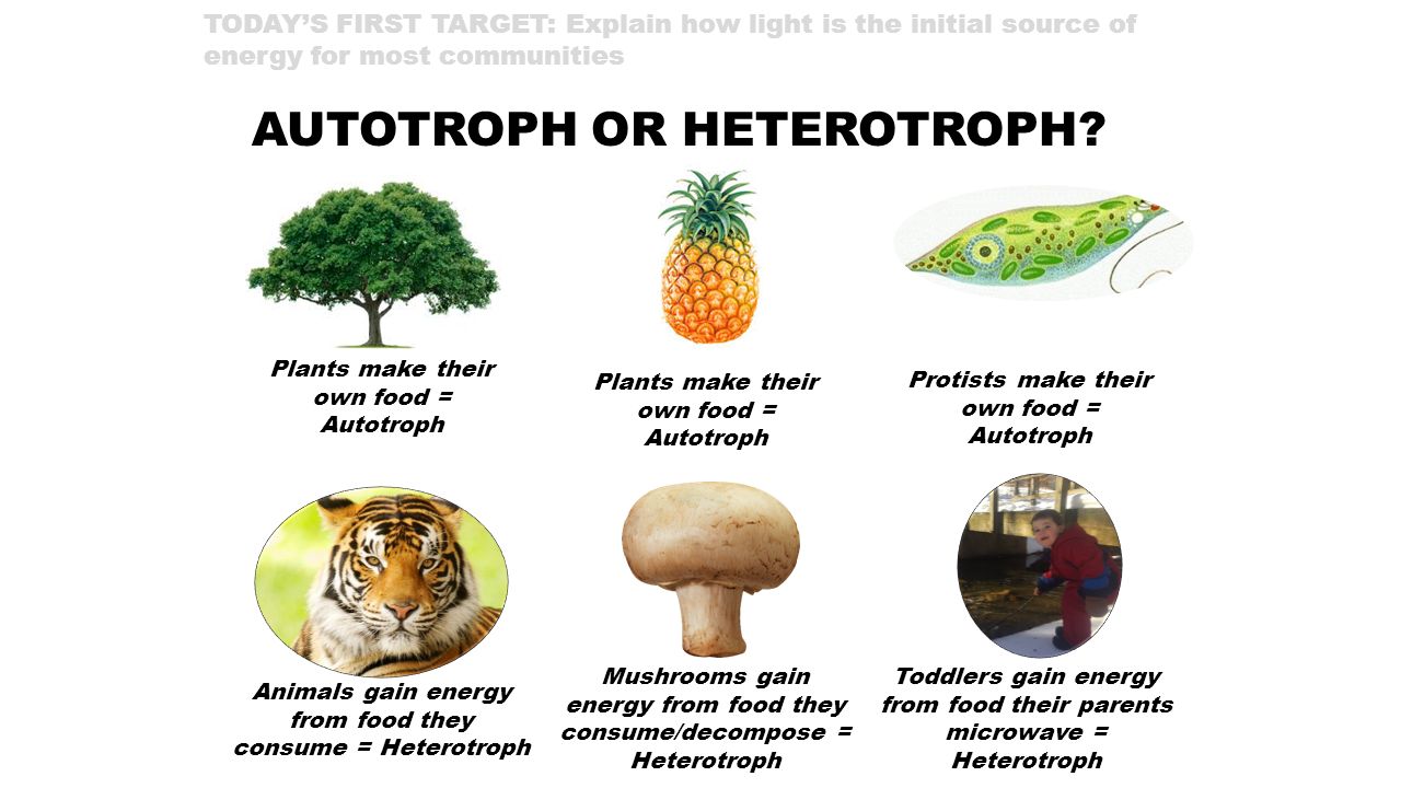 Autotrophs and heterotrophs: their role in the ecosystem 84 Autotrophs and heterotrophs: their role in the ecosystem 3