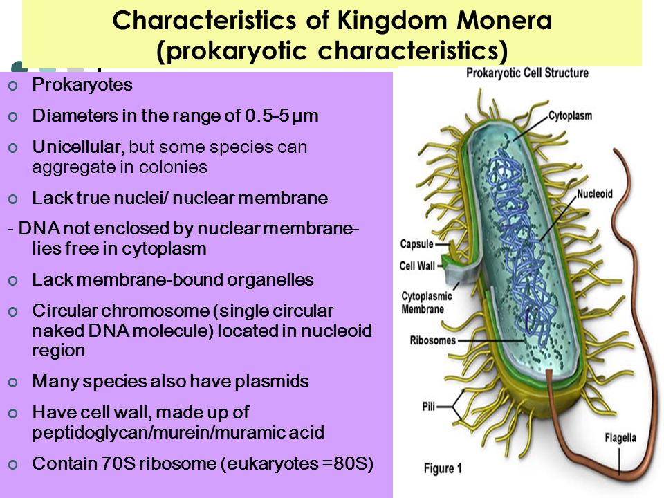 features of kingdom prokaryotae