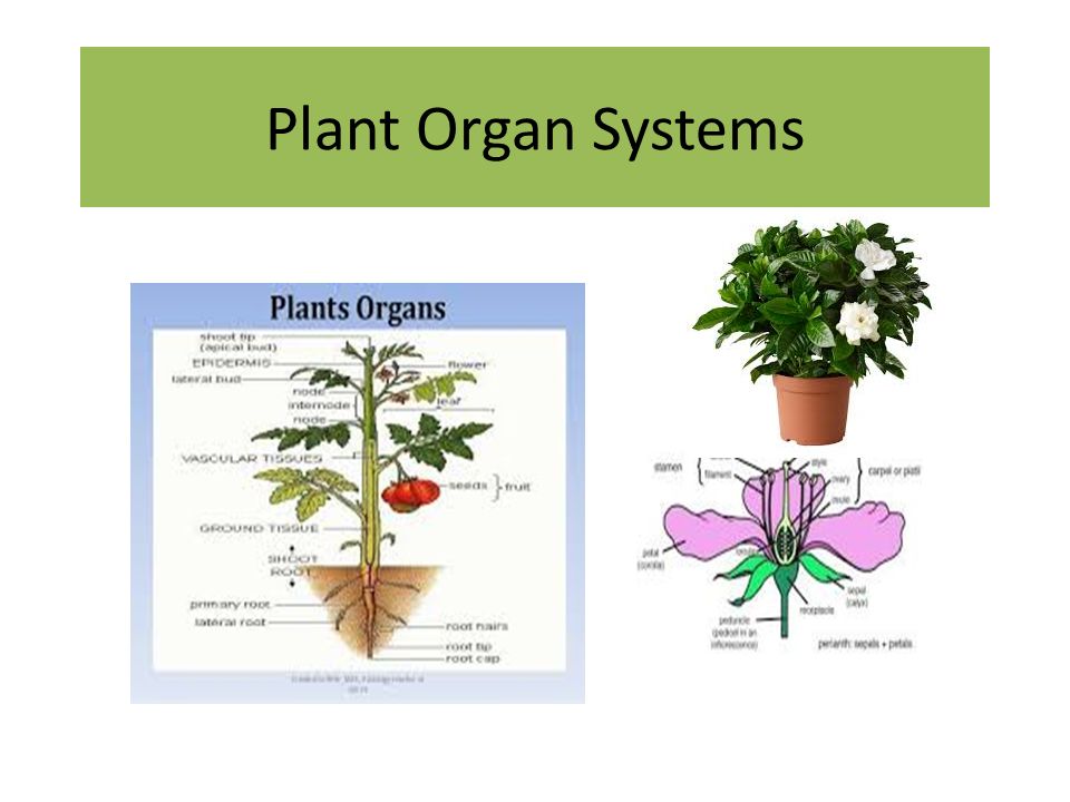 Органы растения 3 класс