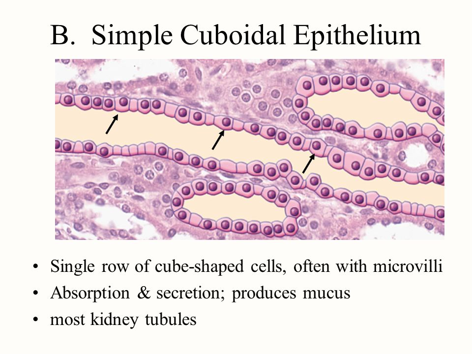 Histology Study of microscopic anatomy Study of tissues Four primary ...