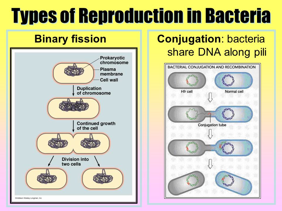 Прямым бинарным делением клетки. Conjugation bacteria. Bacteria reproduction. Бинарное деление бактерий. Бинарное деление бактерий схема.