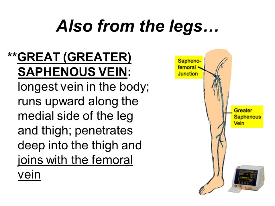 what is the longest vein in the body