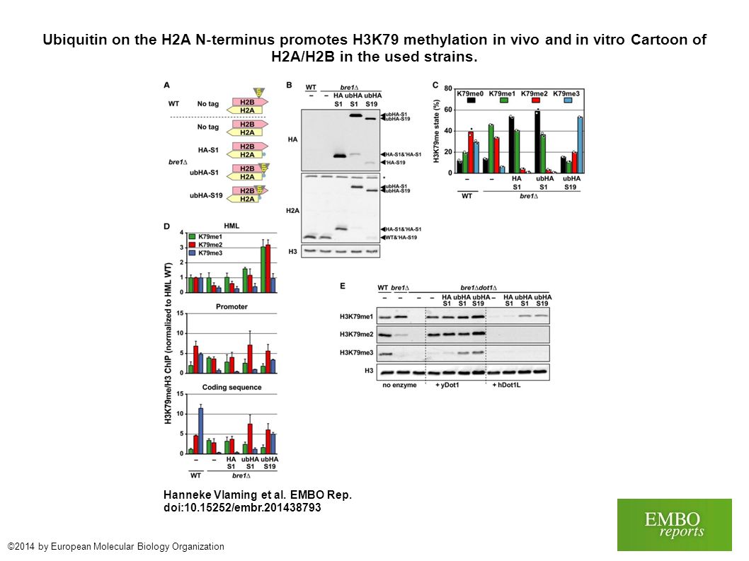 Ubiquitin on the H2A N ‐ terminus promotes H3K79 methylation in vivo and in vitro Cartoon of H2A/H2B in the used strains.