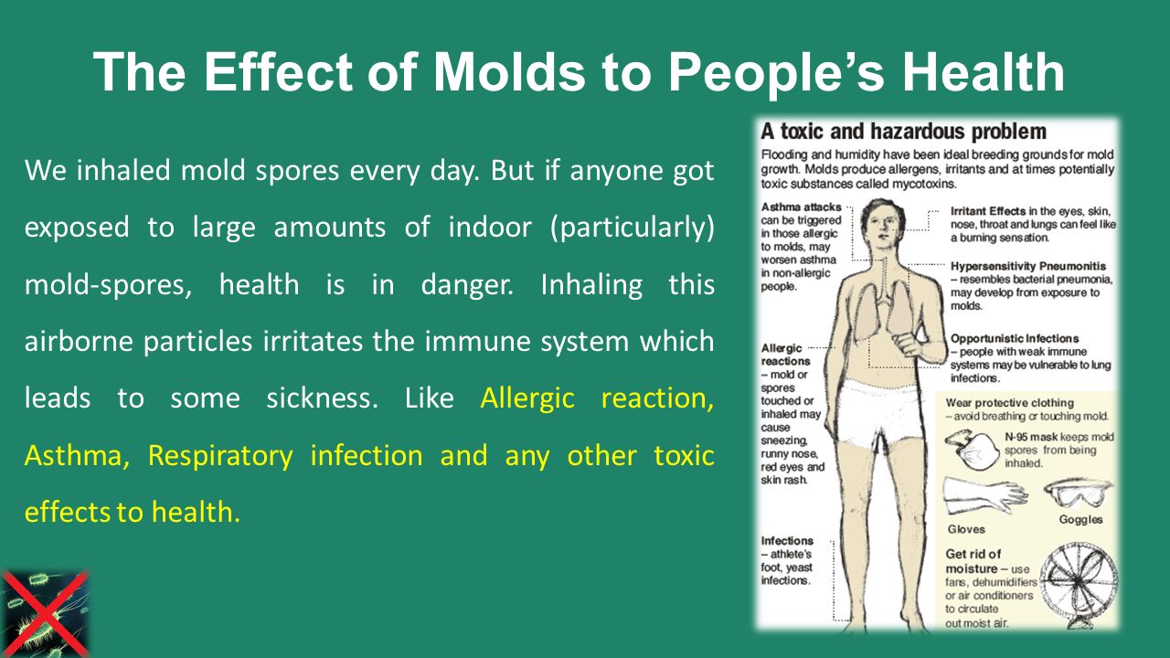 Types Of Molds And Its Effect To People S Health Ppt The Effect Of Molds To People S Health We Inhaled Mold Spores Every Day
