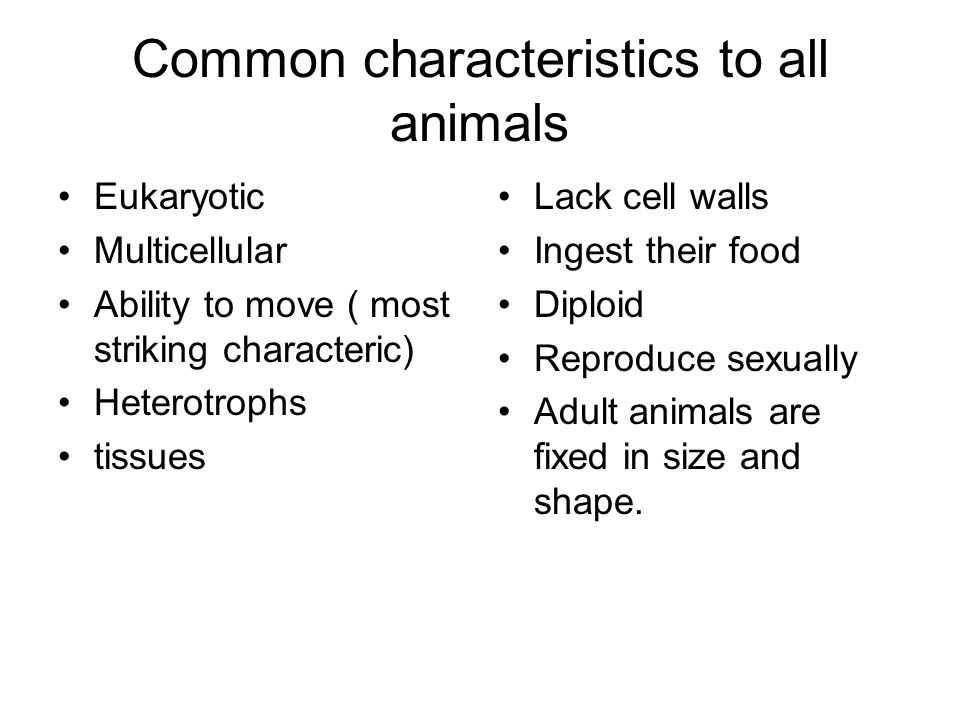ANIMAL CHARACTERISTICS. Common characteristics to all animals Eukaryotic  Multicellular Ability to move ( most striking characteric) Heterotrophs  tissues. - ppt download