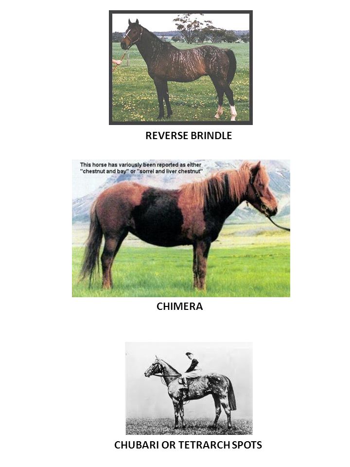 HORSE COLORS. BAY BLACK BROWN Black – all black with no brown at all. May  fade in the sun. Bay – reddish-brown with black points – mane, tail, legs,  ear. - ppt download