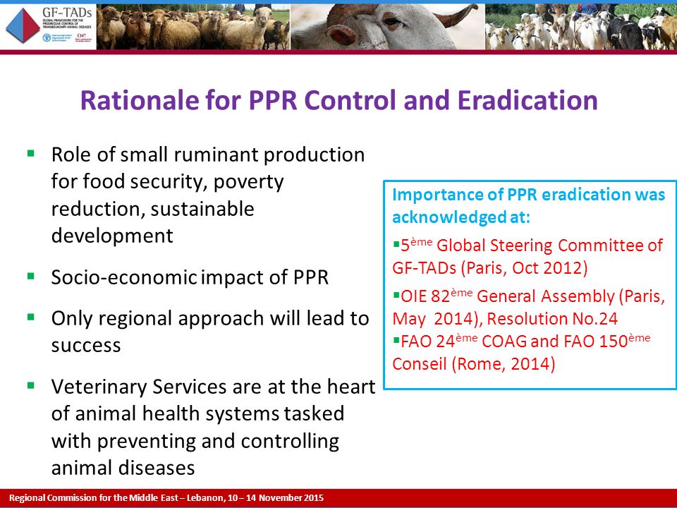 Regional Commission for the Middle East – Lebanon, 10 – 14 November 2015 Rationale for PPR Control and Eradication  Role of small ruminant production for food security, poverty reduction, sustainable development  Socio-economic impact of PPR  Only regional approach will lead to success  Veterinary Services are at the heart of animal health systems tasked with preventing and controlling animal diseases Importance of PPR eradication was acknowledged at:  5 ème Global Steering Committee of GF-TADs (Paris, Oct 2012)  OIE 82 ème General Assembly (Paris, May 2014), Resolution No.24  FAO 24 ème COAG and FAO 150 ème Conseil (Rome, 2014)