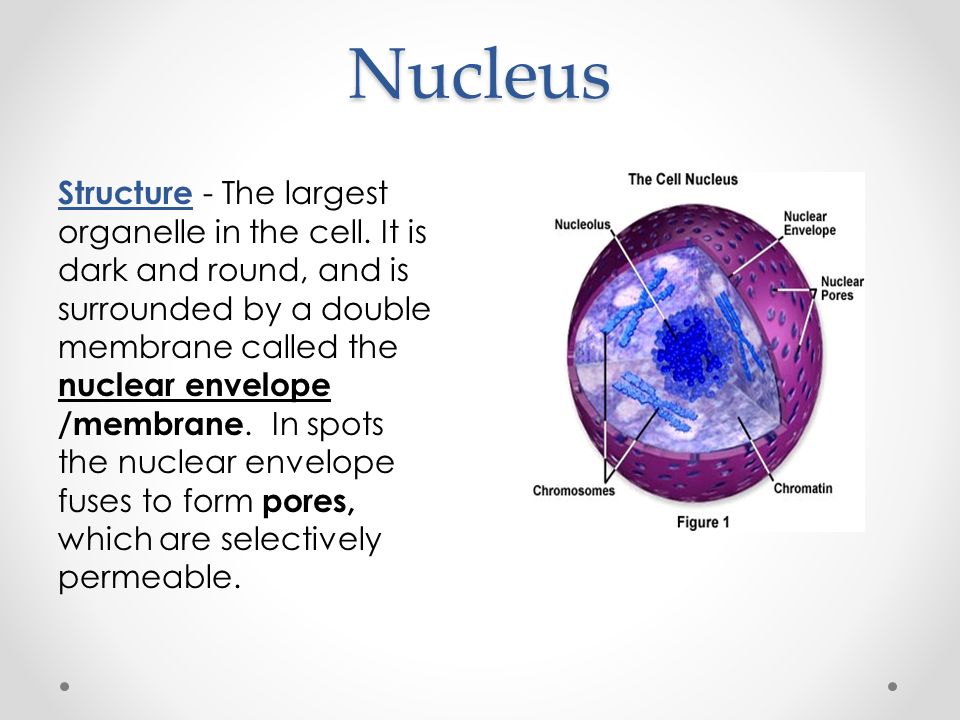 Cell Organelle Notes. Eukaryotic Cells There are two types of Eukaryotic  Cells. They are animal and plant cells. Eukaryotic cells contain a nucleus  and. - ppt download