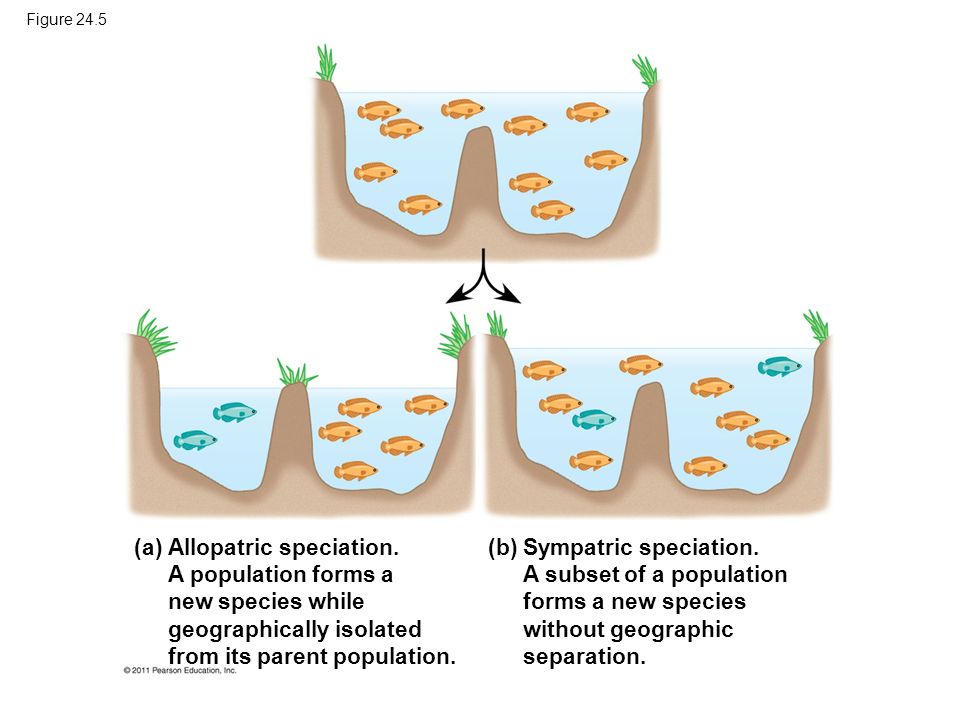 Figure 24.5 (a) (b) Allopatric speciation.