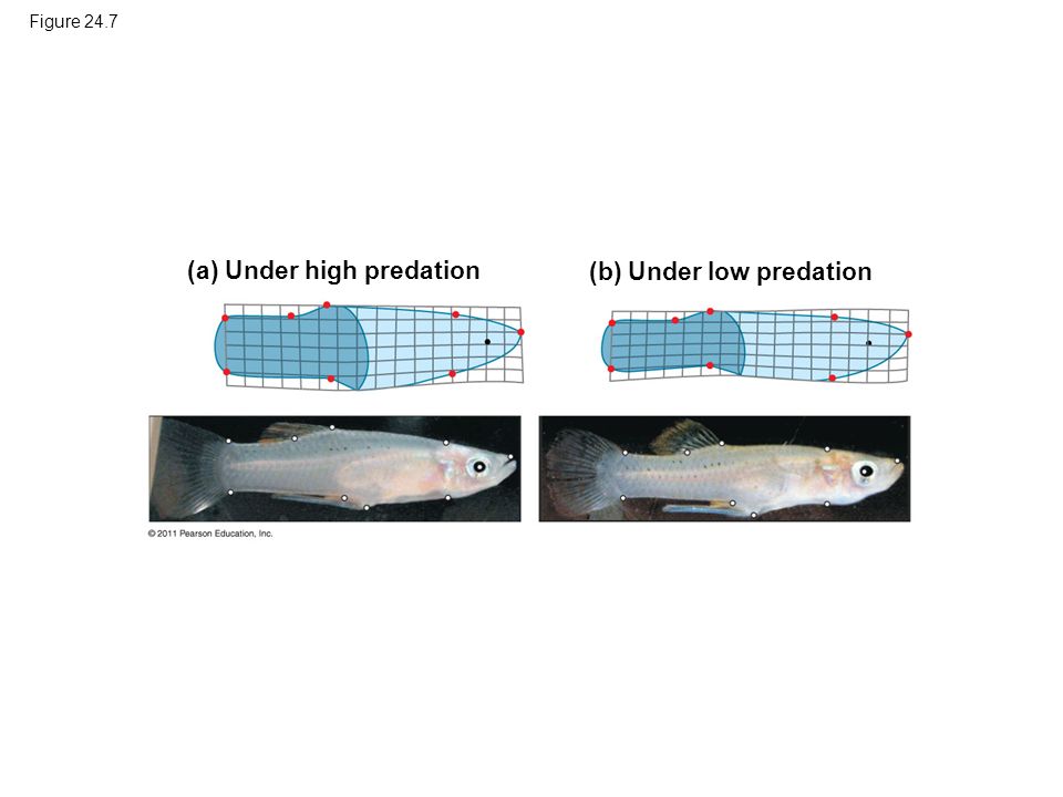 Figure 24.7 (a) Under high predation (b) Under low predation